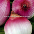 Cebolla roja y amarilla fresca